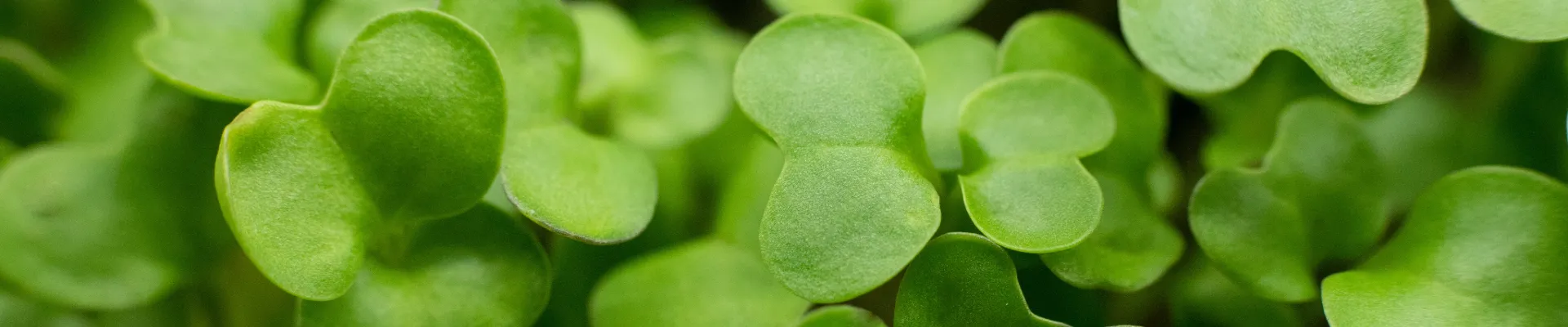Broccoli Microgreens