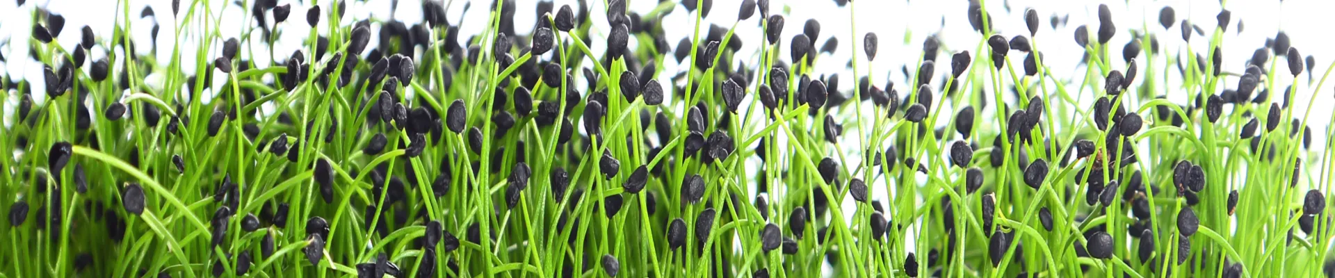 Nasturtium Microgreens