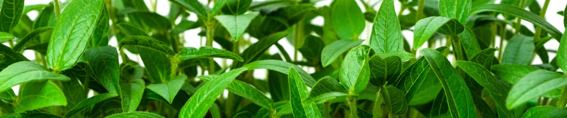 Mung Bean Microgreens